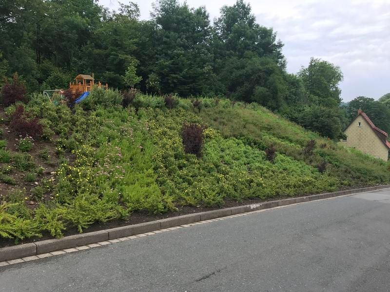 Eine Straße mit vielen Pflanzen am Straßenrand