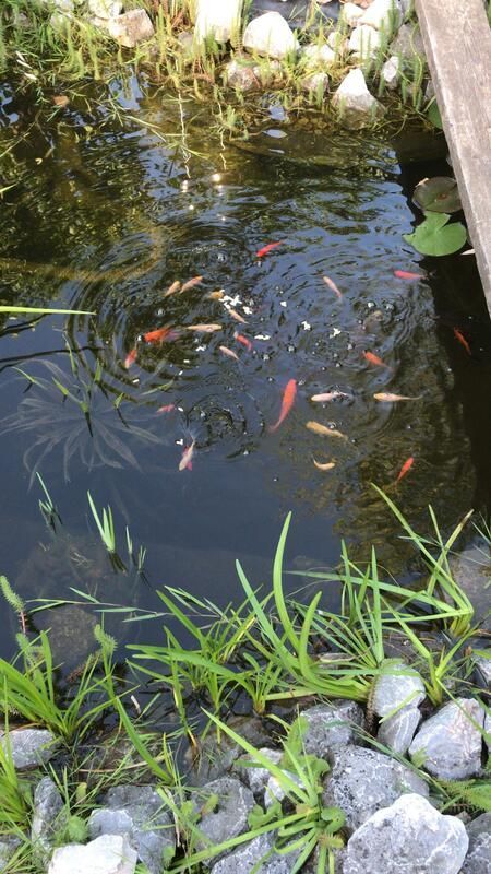 Eine Gruppe Fische schwimmt in einem Teich, der von Felsen und Gras umgeben ist.