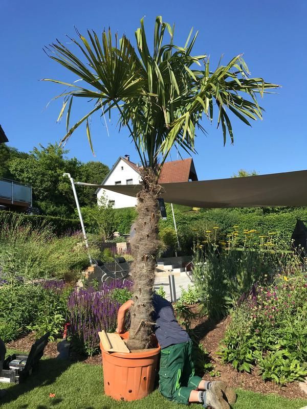 Ein Mann kniet neben einer großen Palme in einem Garten.