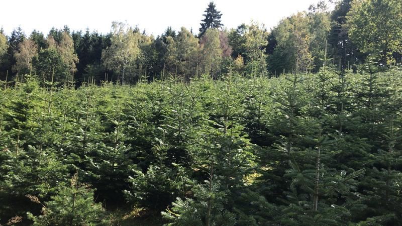 Ein Feld mit Bäumen und vielen Bäumen im Hintergrund