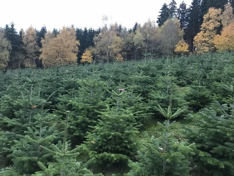 Ein Feld mit Weihnachtsbäumen mit Bäumen im Hintergrund