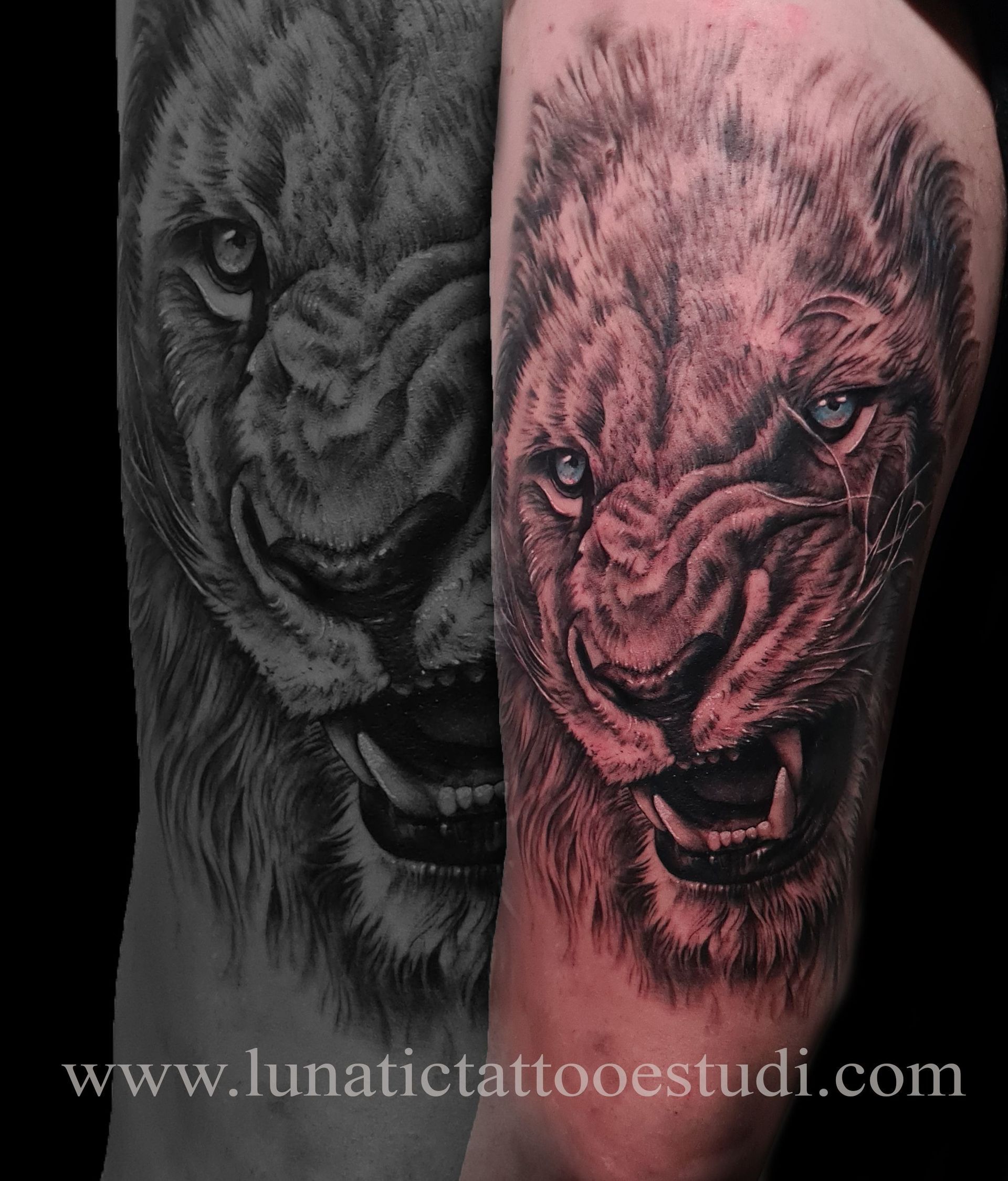 Primer plano de un tatuaje realista de un león en blanco y negro en el brazo de una persona, con una expresión de gruñido.