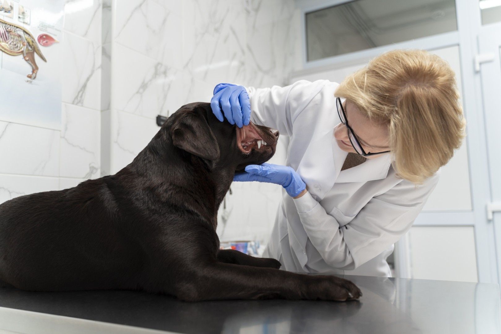 Un veterinario examina a un perro negro en una mesa de exploración en una clínica luminosa