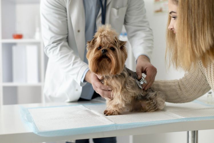 Un veterinario examina a un perro pequeño sobre la mesa de una clínica mientras su dueño observa cerca