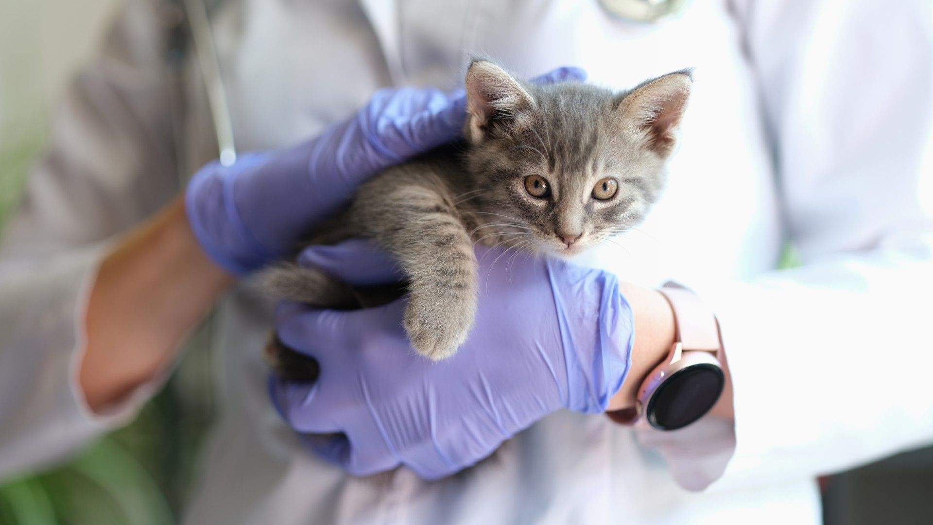 Veterinaria con guantes morados sostiene un gatito gris con un estetoscopio en una clínica