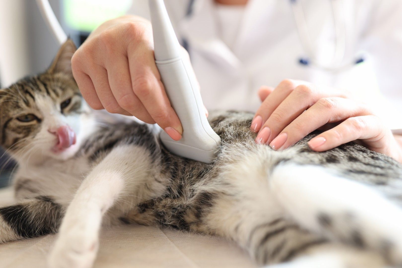 Veterinario examinando a un gato gris y blanco con una sonda de ultrasonido mientras está tumbado en una mesa