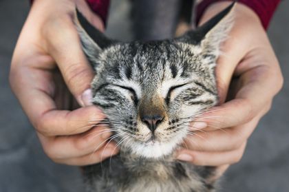Unas manos sostienen con delicadeza la cara de un gato atigrado gris, que tiene los ojos cerrados.