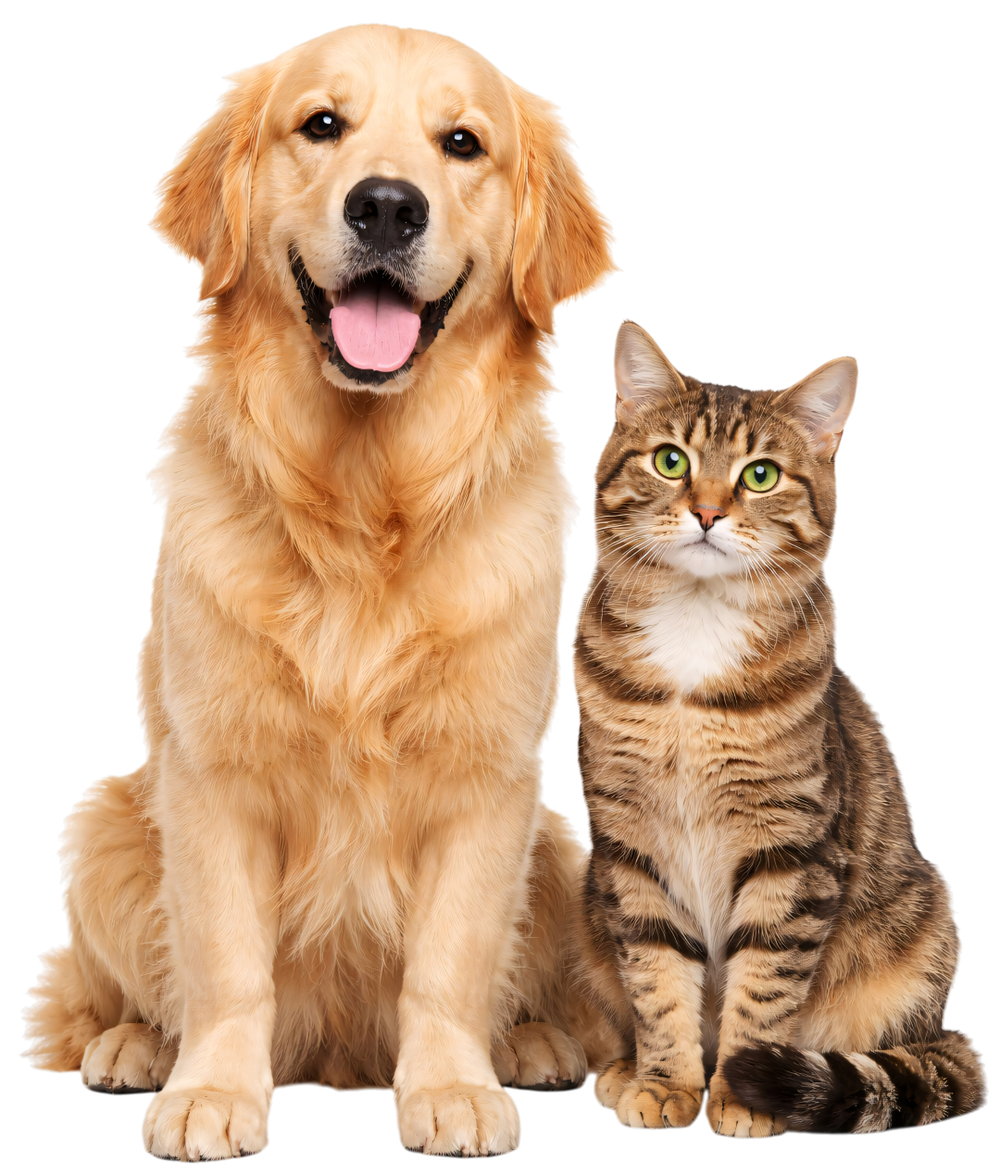 Un golden retriever y un gato atigrado sentados uno al lado del otro sobre un fondo blanco, ambos mirando al frente.