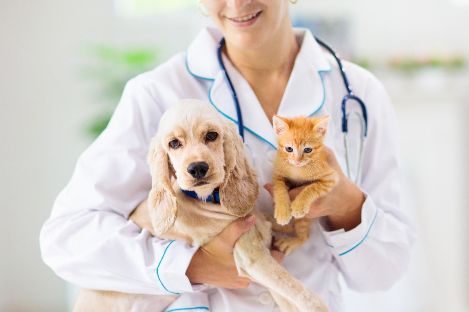 Veterinario sosteniendo a un cachorro y un gatito en una clínica luminosa