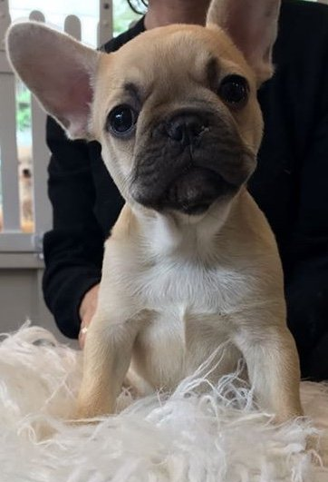 Chiot Bouledogue français