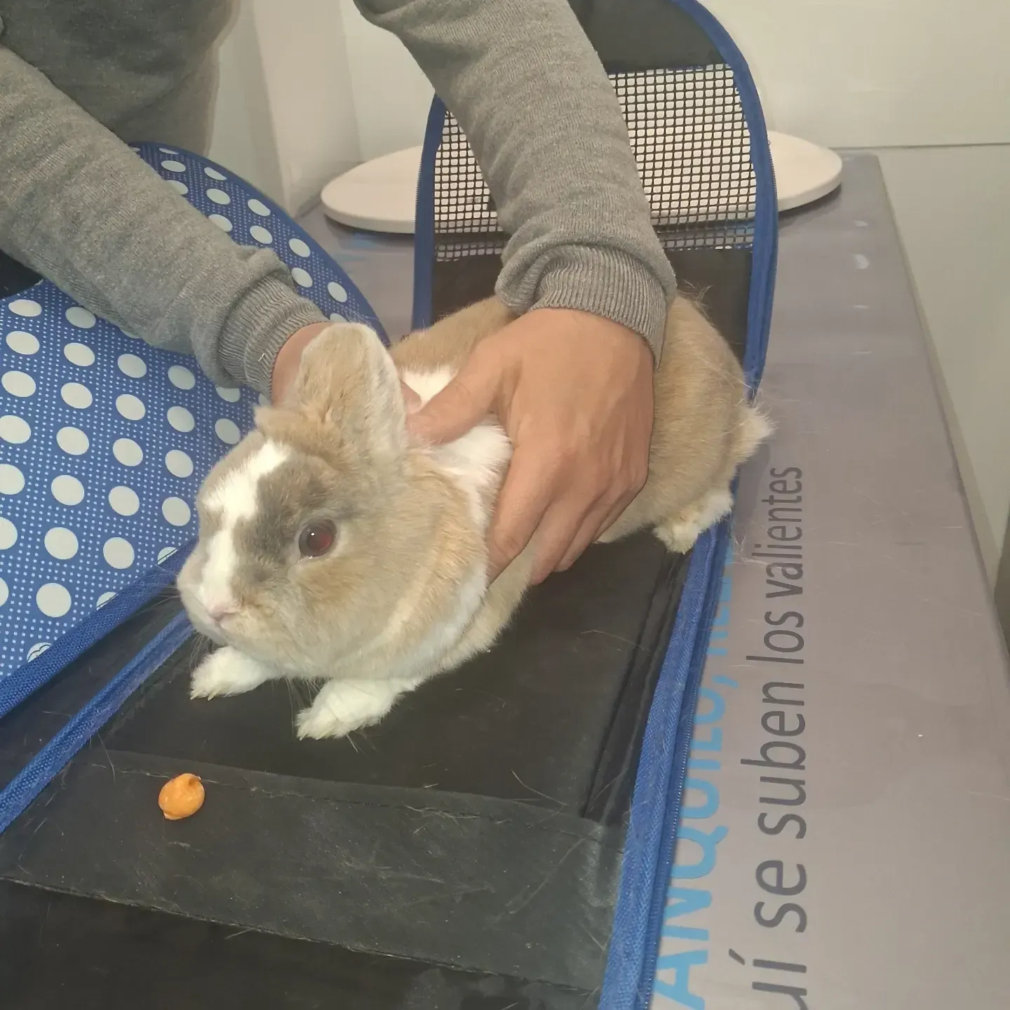Una persona sostiene con delicadeza un conejo de color marrón claro y blanco sobre una alfombra junto a una bolsa azul de lunares.