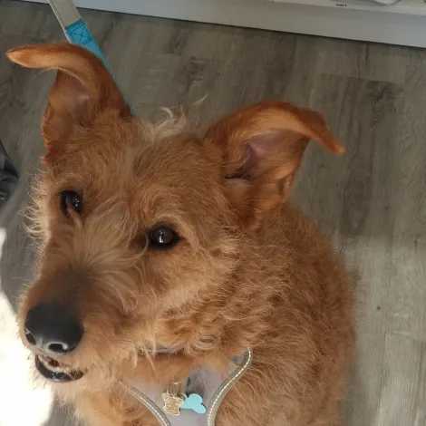 Perro pequeño, desaliñado y de color marrón claro, con collar azul, mirando hacia arriba en el interior de una casa sobre un suelo de madera.