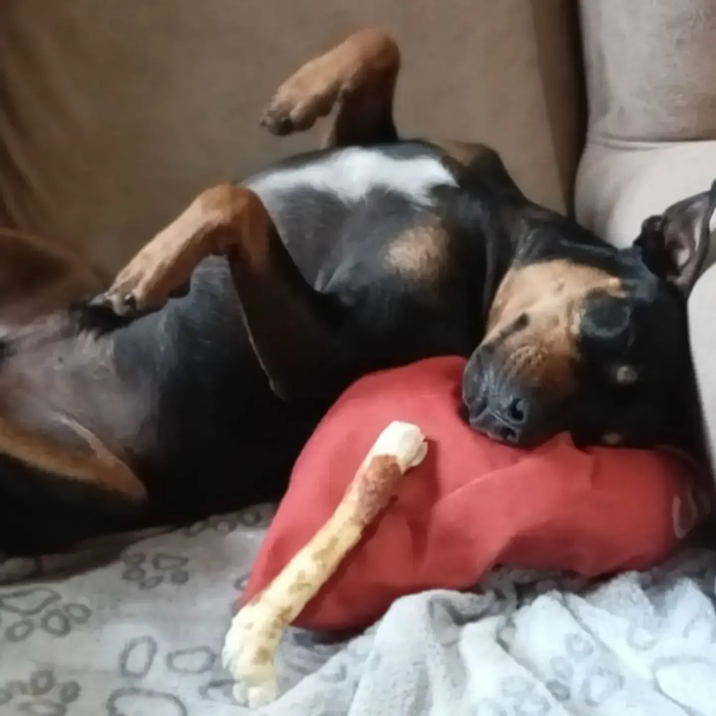 Perro negro y marrón tumbado boca arriba en un sofá, con la cabeza apoyada en una almohada roja y masticando un hueso.
