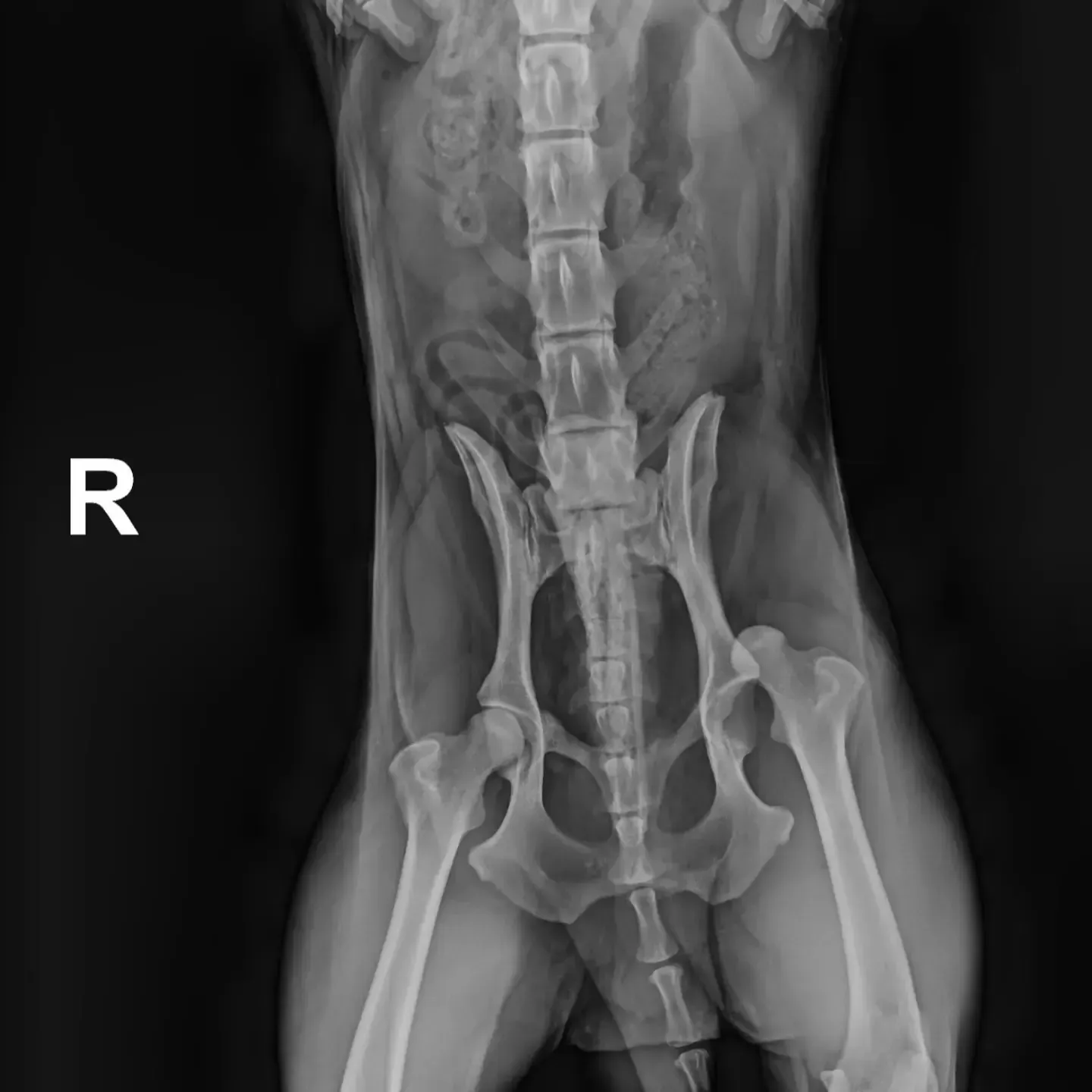 Radiografía de la pelvis y la columna lumbar de un perro, con el marcador del lado derecho visible.