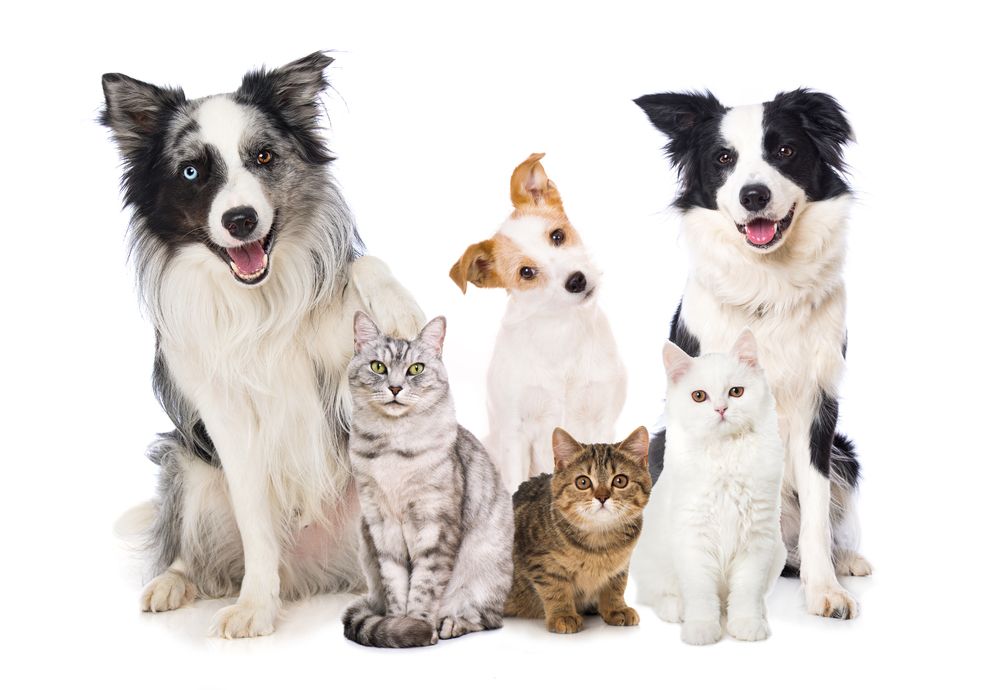 Dos perros blancos y negros y tres gatos posaron juntos sobre un fondo blanco.