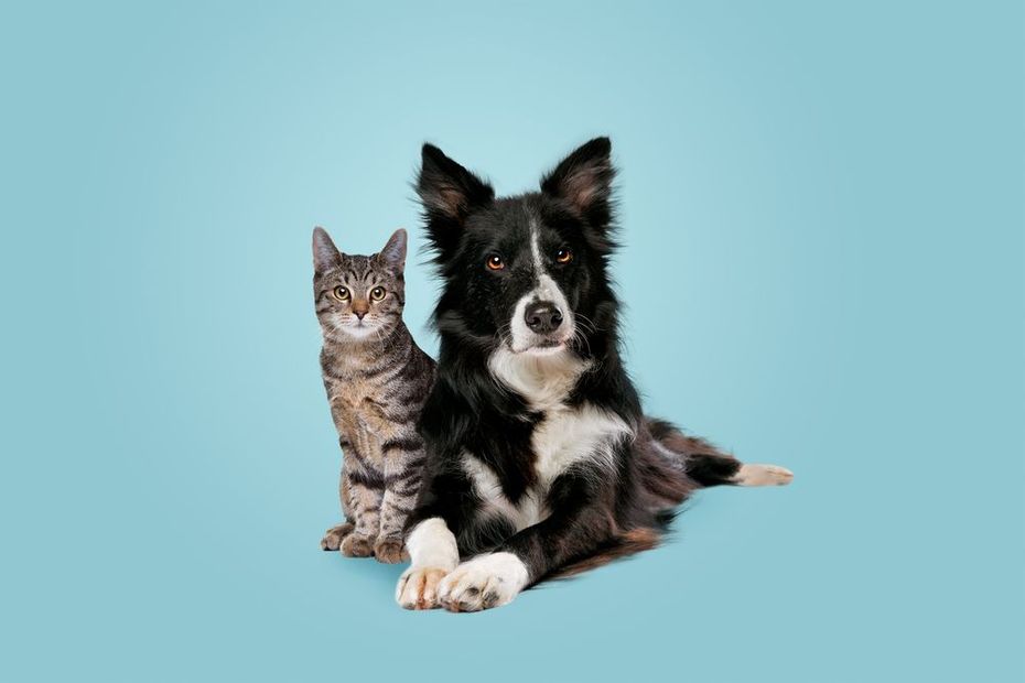 Un gato atigrado y un perro blanco y negro sentados juntos sobre un fondo azul claro.