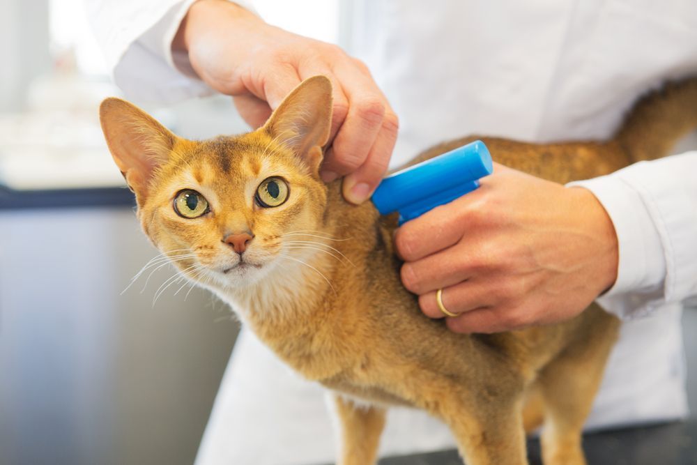 Un gato naranja está siendo acicalado con un cepillo azul por una persona con un abrigo blanco.