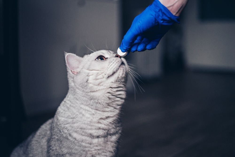 Un gato blanco olfatea una mano enguantada en un ambiente interior con poca luz.