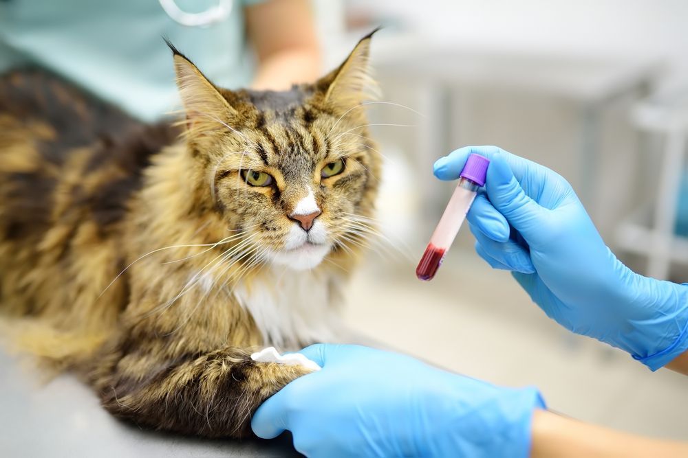 Veterinario sosteniendo una muestra de sangre cerca de un tranquilo gato atigrado marrón sobre una mesa de la clínica.