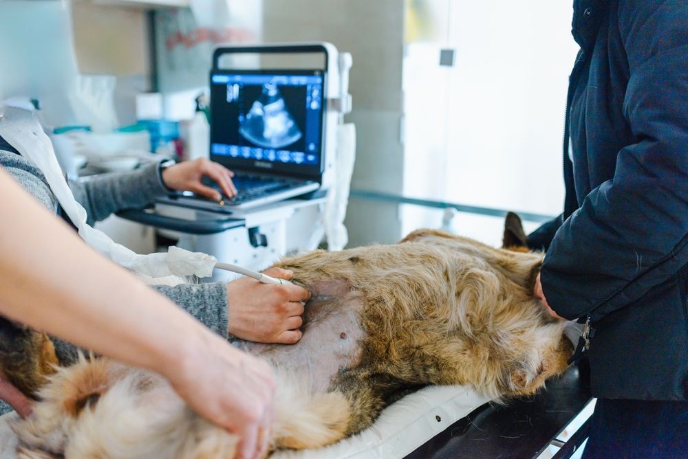 Veterinario realizando una ecografía a un perro en una mesa de exploración.