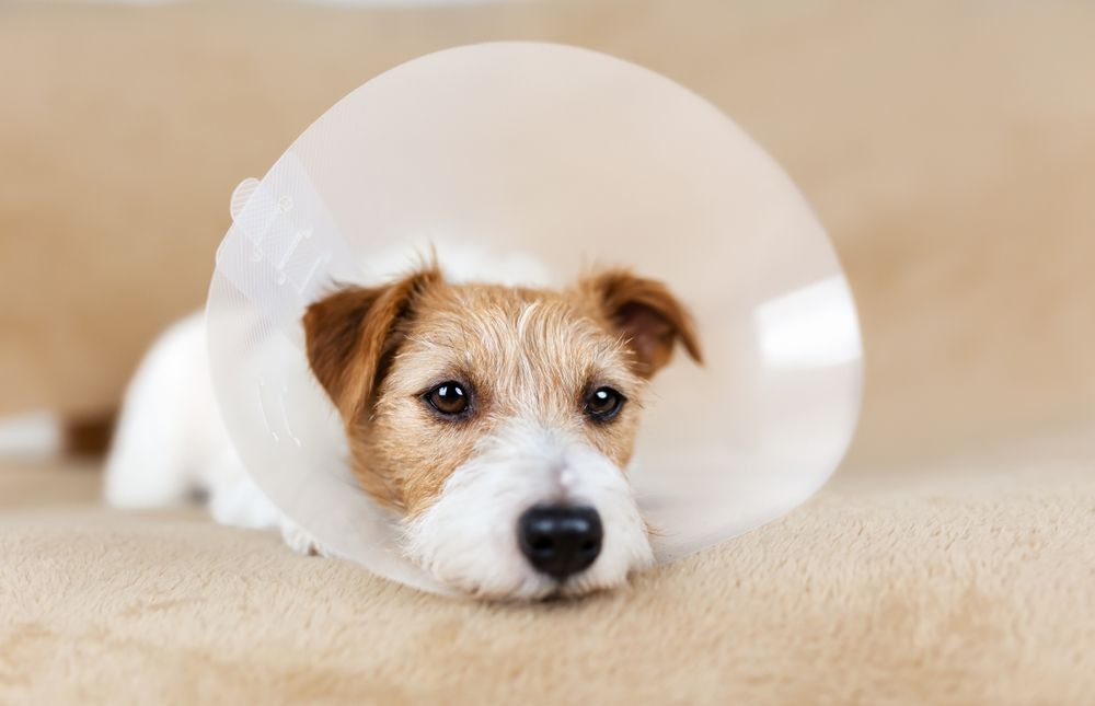 Un perrito pequeño, de color marrón y blanco, con un cono blanco, yace sobre una alfombra beige con expresión triste.