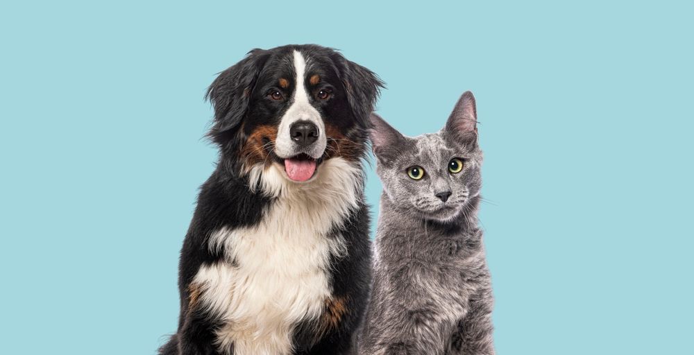 Perro blanco y negro y gato gris sentados uno al lado del otro sobre un fondo azul claro.