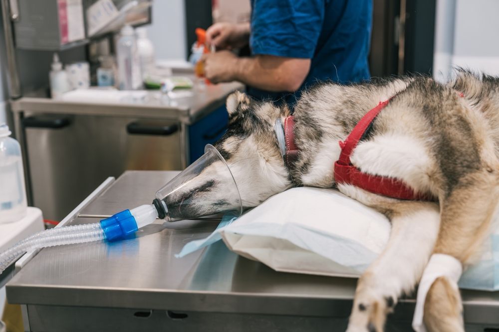 Perro de trineo tumbado en una mesa de exploración veterinaria con una vía intravenosa conectada, en una clínica.
