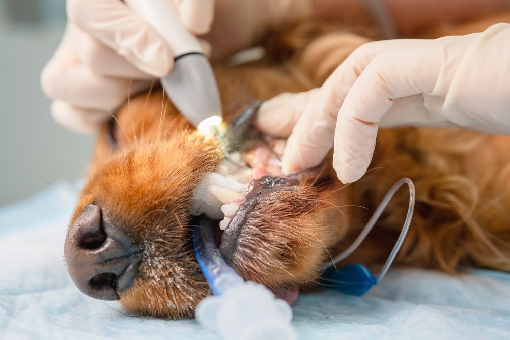 Veterinario tratando el ojo de un perro marrón sedado con manos enguantadas e instrumental médico.