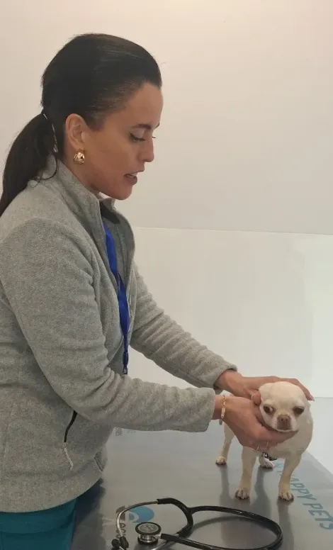 Veterinario examinando a un pequeño perro blanco sobre una mesa con instrumental médico cerca.