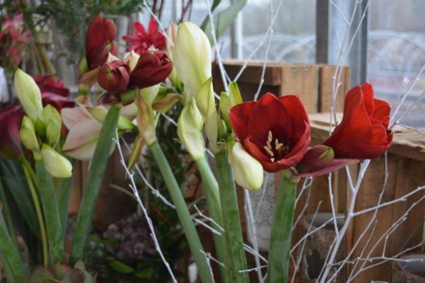 Winterpflanzen, Winterblumen Blumenwelt Bauer