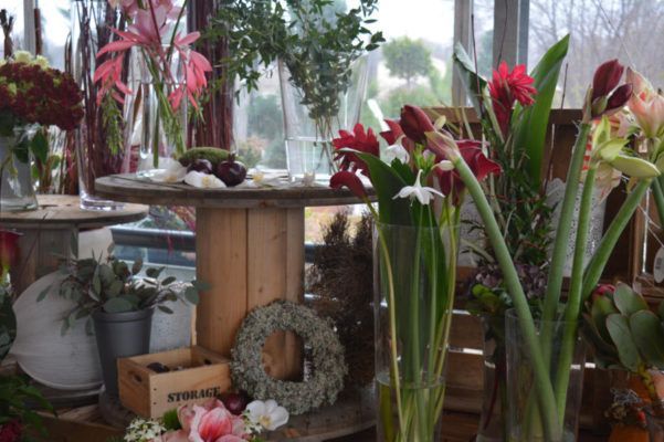 Winterpflanzen, Winterblumen Blumenwelt Bauer