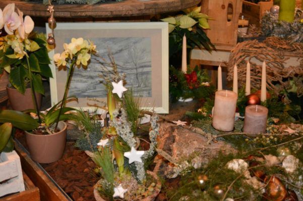 Winterpflanzen, Winterblumen Blumenwelt Bauer