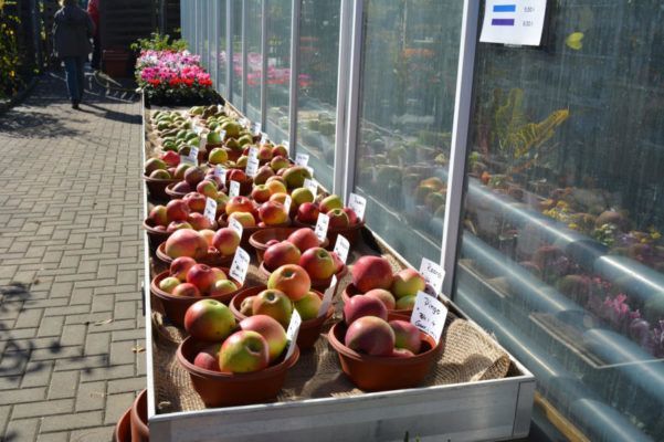 Herbstäpfel Blumenwelt Bauer