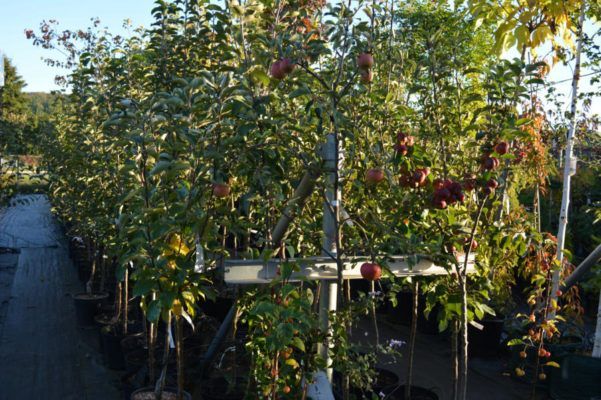 Herbstspflanzen, Herbstblumen Blumenwelt Bauer