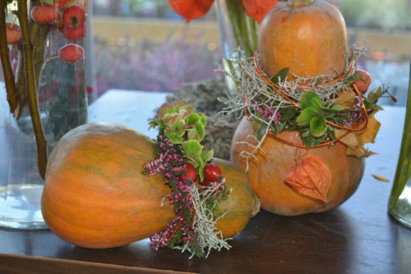 Herbstspflanzen, Herbstblumen Blumenwelt Bauer