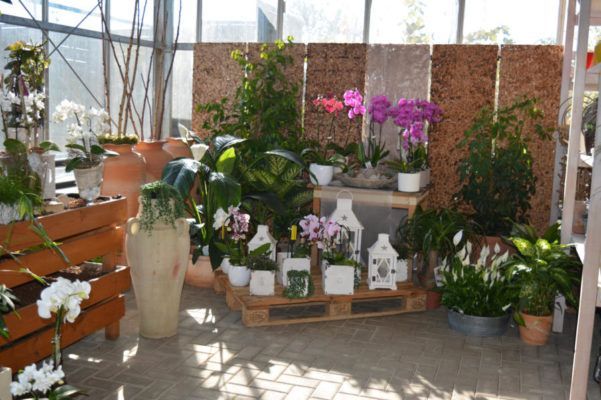 Herbstspflanzen, Herbstblumen Blumenwelt Bauer