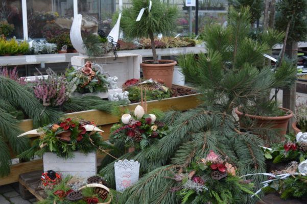 Winterpflanzen, Winterblumen Blumenwelt Bauer