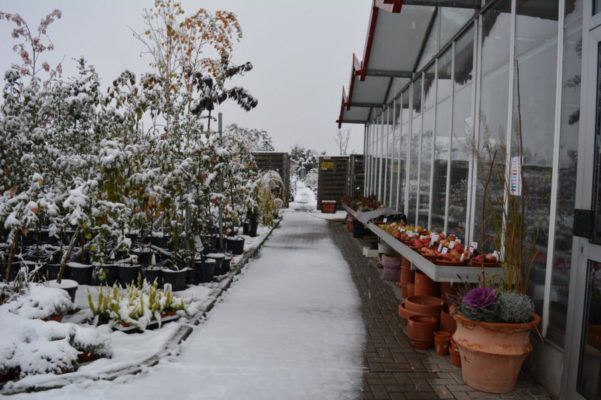 Winterpflanzen, Winterblumen Blumenwelt Bauer