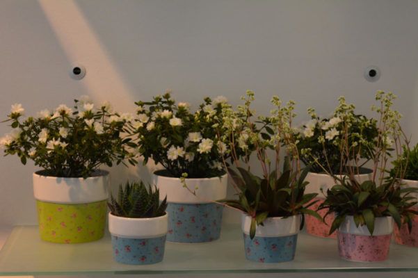 Zimmerpflanzen Blumenwelt Bauer