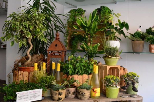 Zimmerpflanzen Blumenwelt Bauer