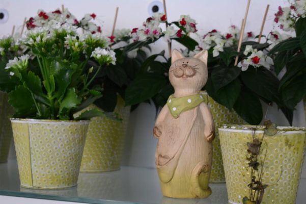 Zimmerpflanzen Blumenwelt Bauer