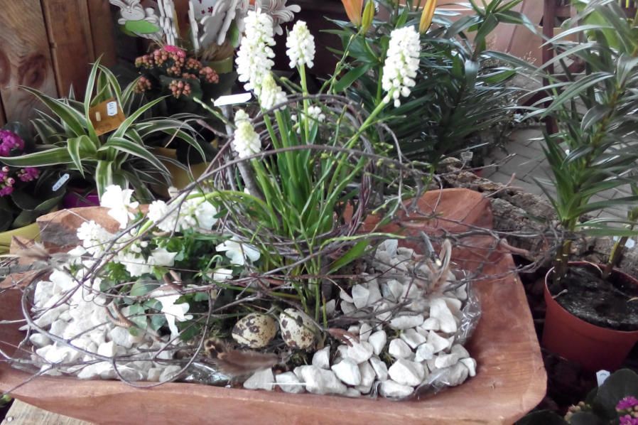 Beet & Balkonpflanzen Blumenwelt Bauer