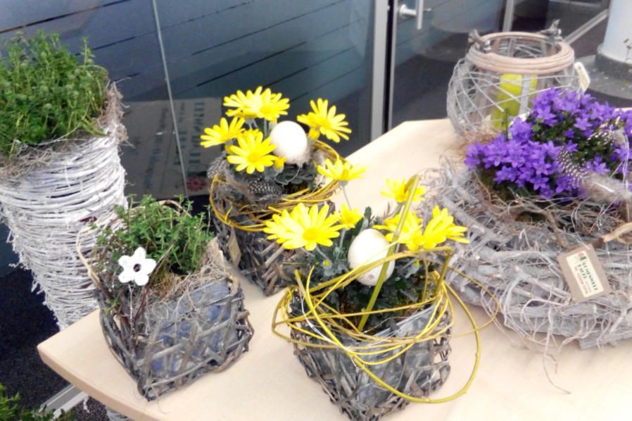 Beet & Balkonpflanzen Blumenwelt Bauer