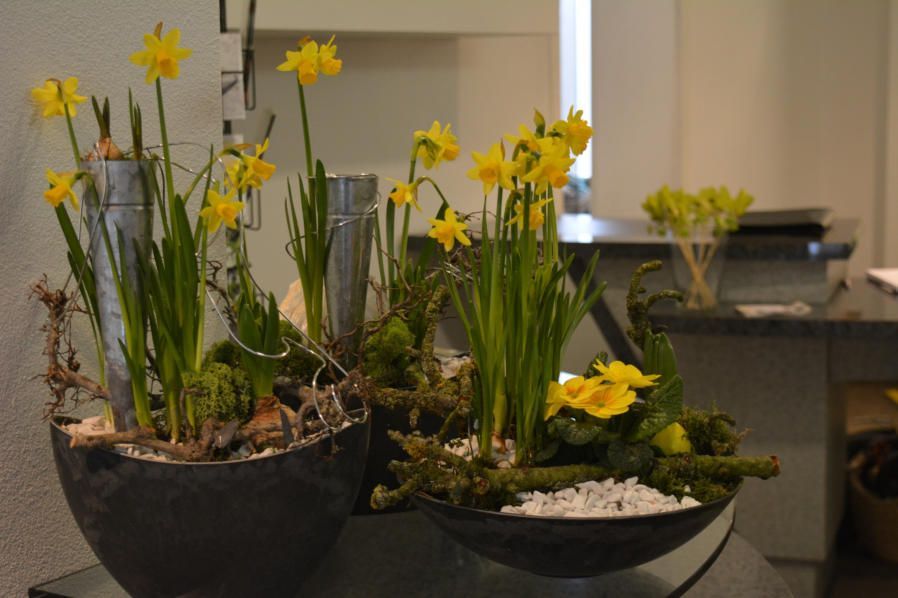 Beet & Balkonpflanzen Blumenwelt Bauer