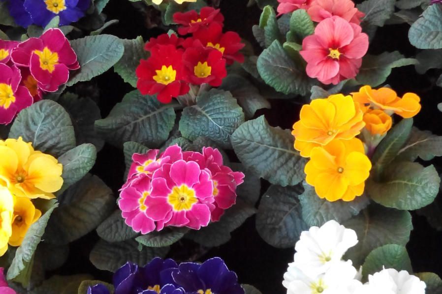 Beet & Balkonpflanzen Blumenwelt Bauer