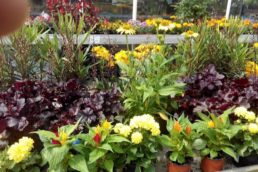 Stauden Blumenwelt Bauer