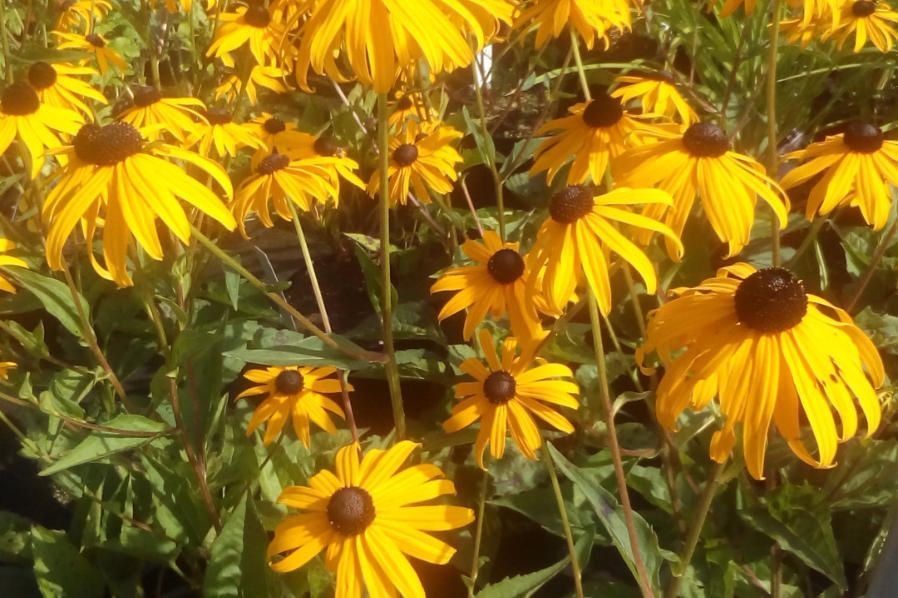 Stauden Blumenwelt Bauer