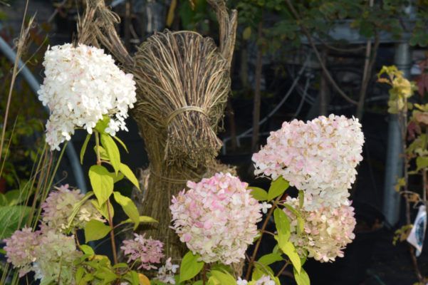 Baumschule Blumenwelt Bauer