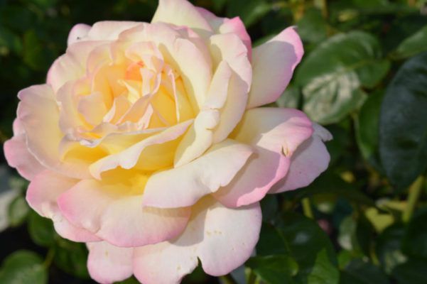 Baumschule Blumenwelt Bauer