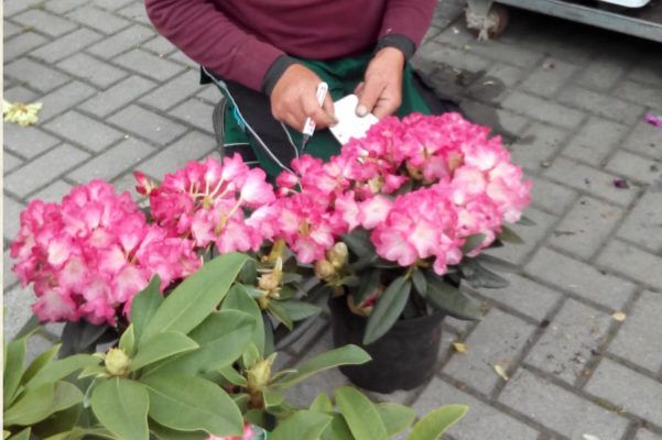 Baumschule Blumenwelt Bauer